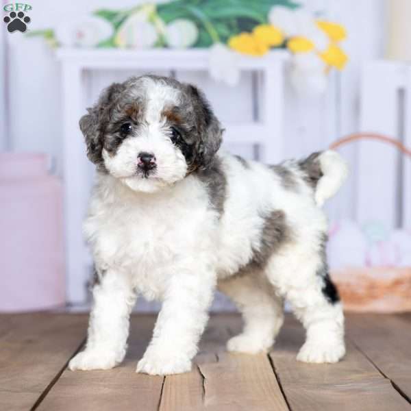 Mia, Mini Bernedoodle Puppy